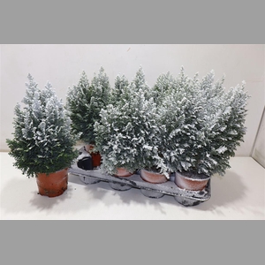 Cham L Snow White + Snow