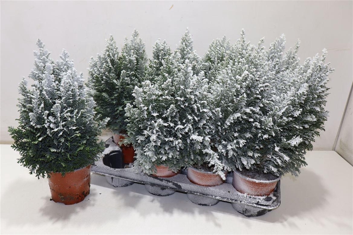 <h4>Cham L Snow White + Snow</h4>