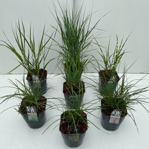 Grassed mixed  P23 (5ltr)