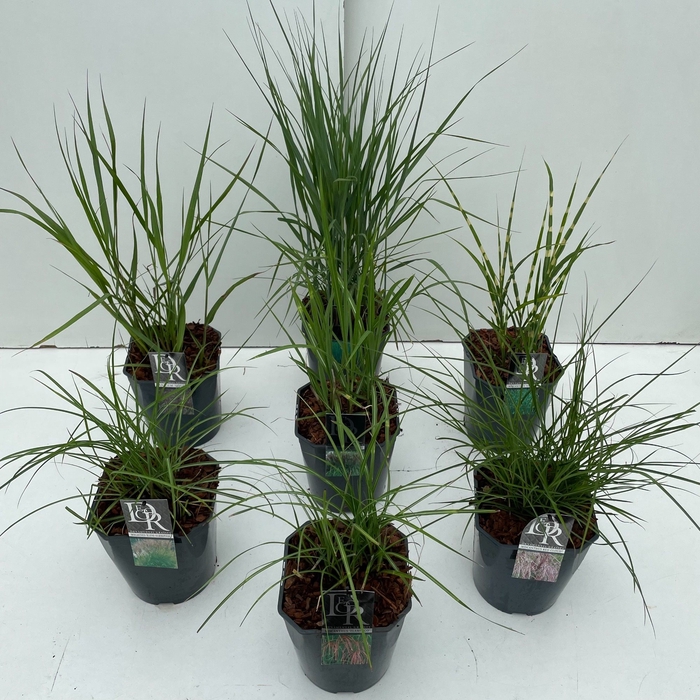 <h4>Grassed mixed  P23 (5ltr)</h4>