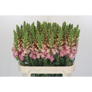 Antirrhinum Opus Pink