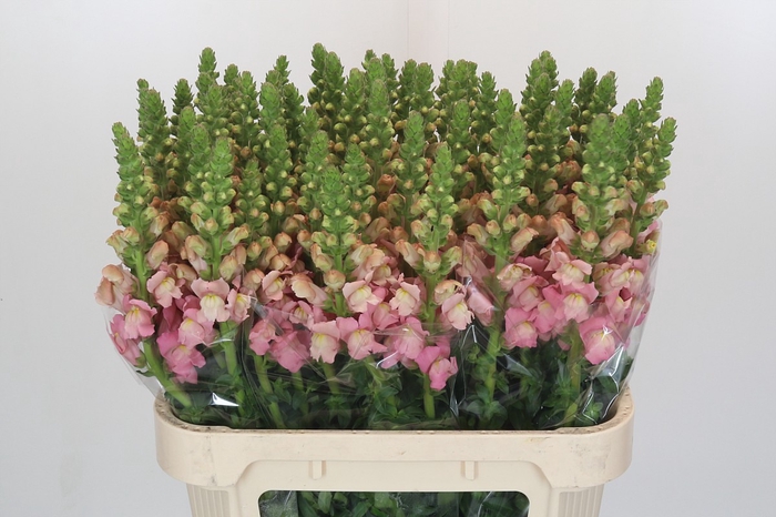 <h4>Antirrhinum Opus Pink</h4>