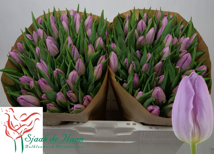 <h4>TU EN CANDY PRINCE</h4>