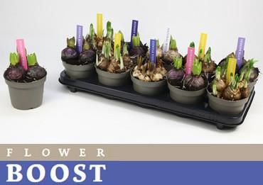 BOLBLOEMEN GEM