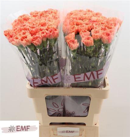 <h4>Di St Tamarind</h4>