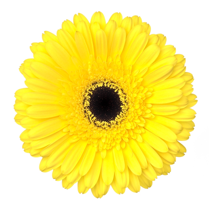 <h4>Gerbera Don Leo Diamond</h4>