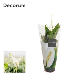 Spathiphyllum 'Chopin'