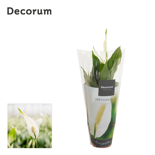 <h4>Spathiphyllum 'Chopin'</h4>