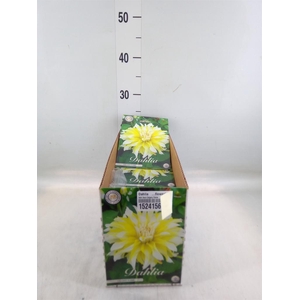 Dahlia   ...flowerbulbs