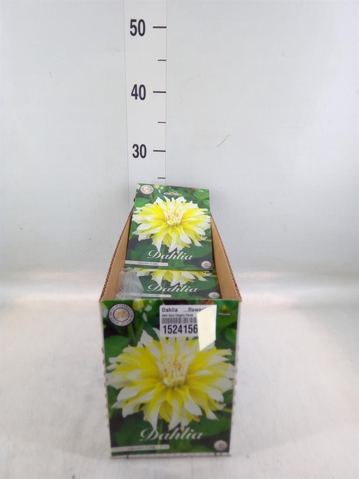 Dahlia   ...flowerbulbs