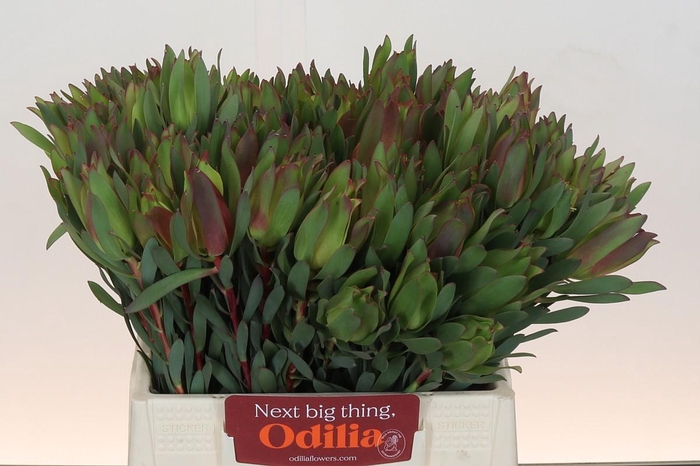 Leucadendron Highlight