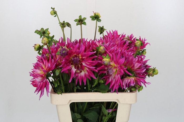 <h4>Dahlia Electric Light</h4>