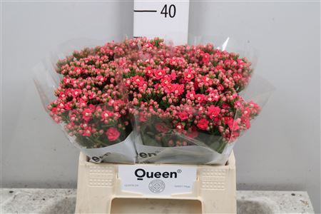 <h4>Kalanchoe  'Sensual Pink Meadow'</h4>