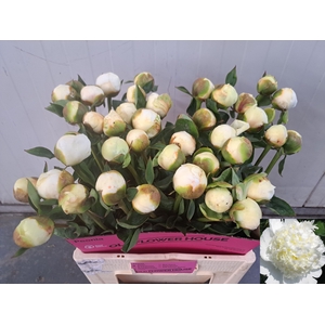 PAEO L BRIDAL SHOWER