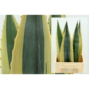 Agave Variegata