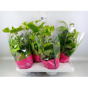 Epipremnum pinn.   HG