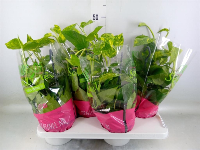 <h4>Epipremnum pinn.   HG</h4>