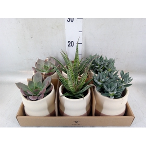 Succulents   ...mix 3