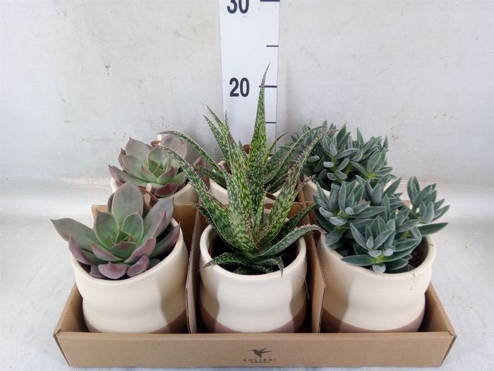 <h4>Succulents   ...mix 3</h4>