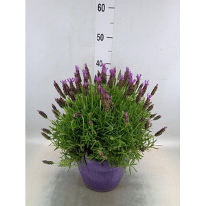 Lavandula stoec.
