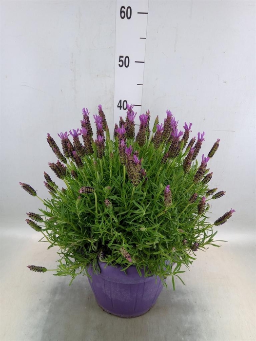 <h4>Lavandula stoec.</h4>