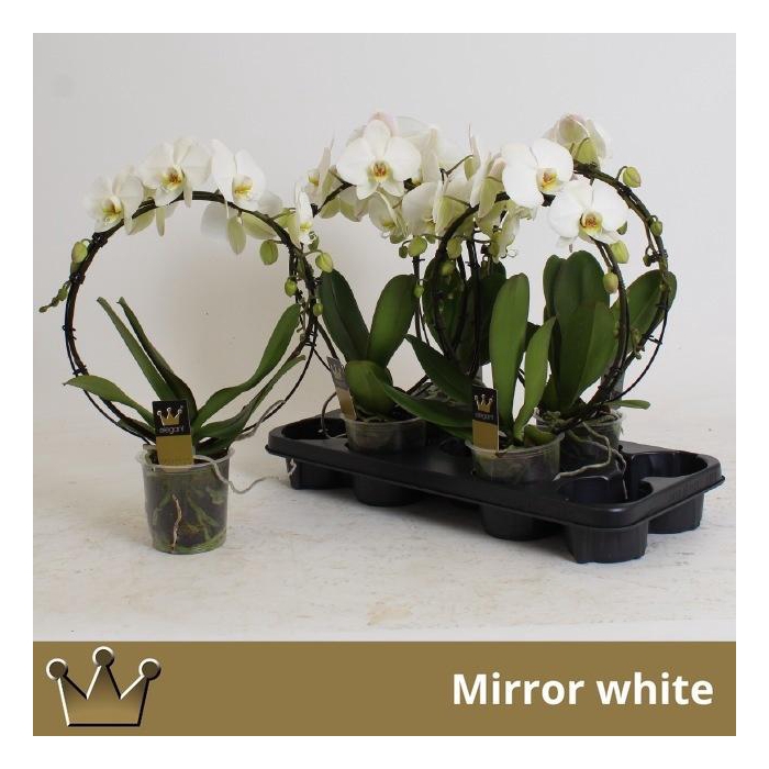 <h4>PHAL EL CASCADE</h4>