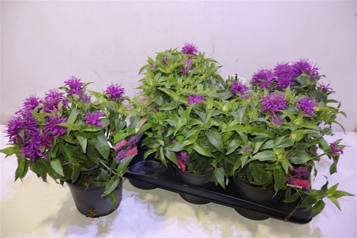 <h4>arr8 Mona Balmy Lilac</h4>