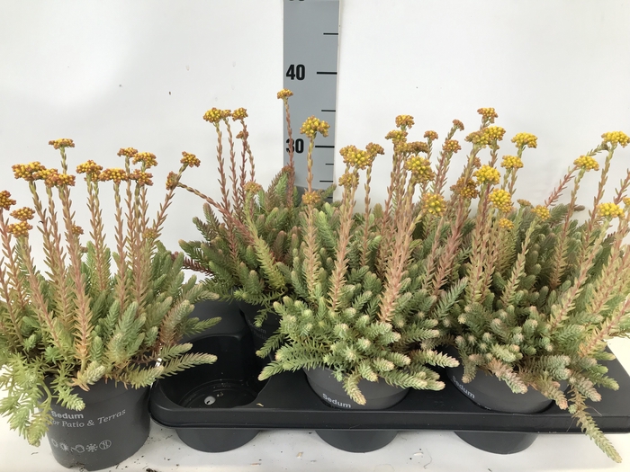 SEDUM REFLEXUM