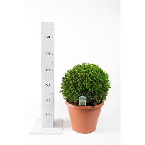 Buxus Green Velvet 30cm bol