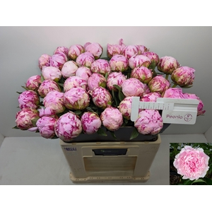 PAEO L SARA BERNHARD