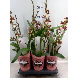 Orchideeen   ...