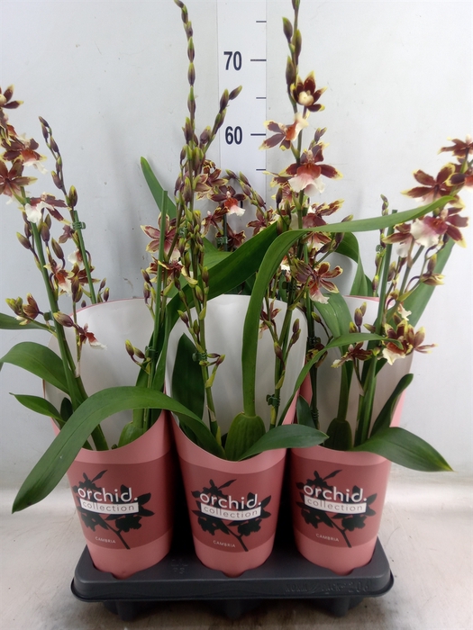 <h4>Orchideeen   ...</h4>