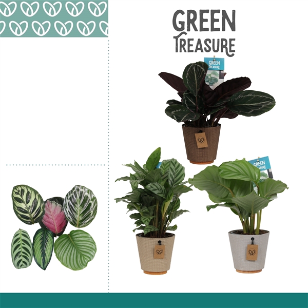<h4>Calathea Mix in Ompot Charta</h4>