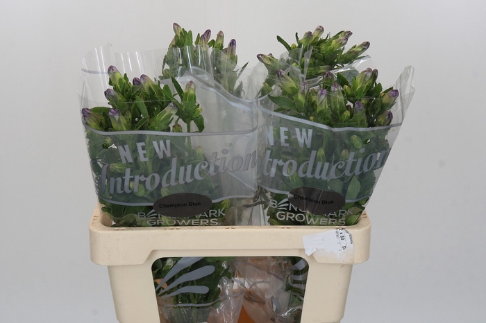 <h4>Campanula medium Champion Purple</h4>