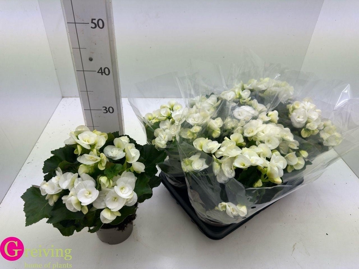 <h4>BEG HL NETJA</h4>