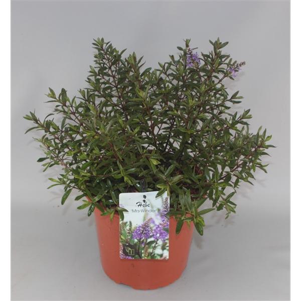 <h4>Hebe 'Mrs Winder' C5</h4>