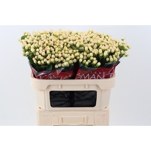 Hyp Cool Rom 70cm