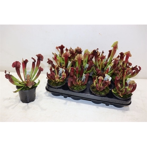 Sarracenia Ov