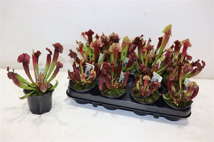 Sarracenia Ov