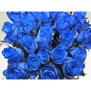 R Gr Athena Blauw L50