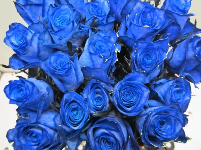 <h4>R Gr Athena Blauw L50</h4>