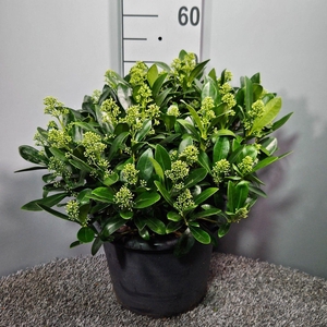 Skimmia japonica 'Finchy'