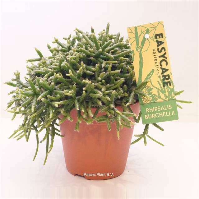 <h4>RHIPSALIS BURCHELLII</h4>