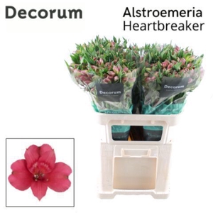 ALSTR HEARTBREAKER Decorum