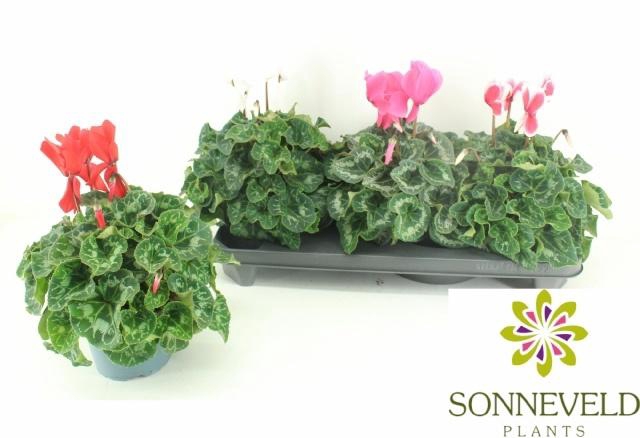 <h4>CYCL GR SUP XL</h4>