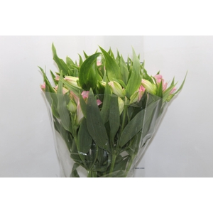 ALSTROEMERIA DUBAI 080 CM