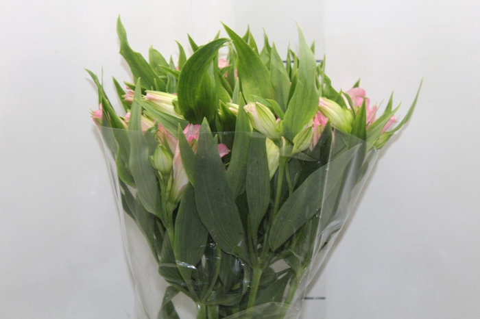<h4>ALSTROEMERIA DUBAI 080 CM</h4>