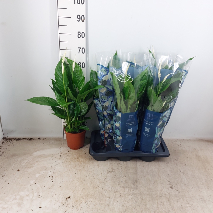 <h4>SPATH VIVALDI</h4>