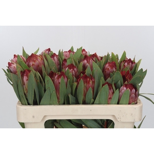 Protea Robijn