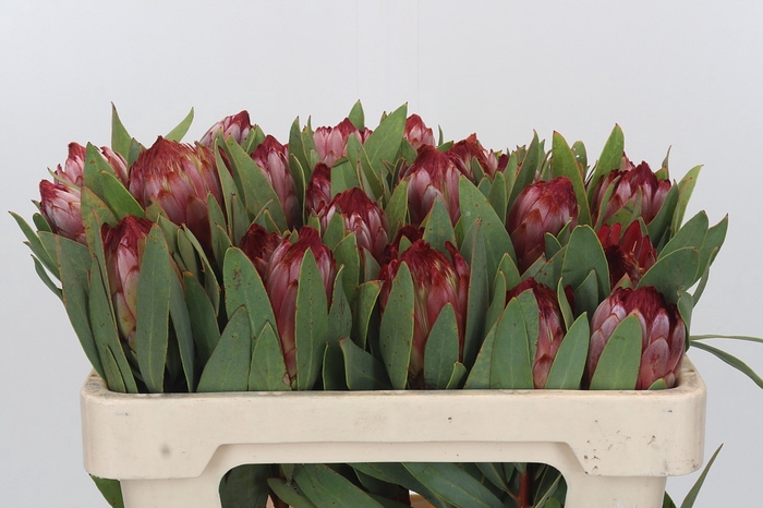 <h4>Protea Robijn</h4>